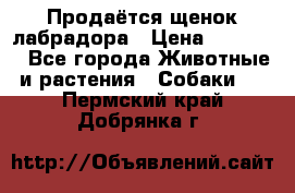 Продаётся щенок лабрадора › Цена ­ 30 000 - Все города Животные и растения » Собаки   . Пермский край,Добрянка г.